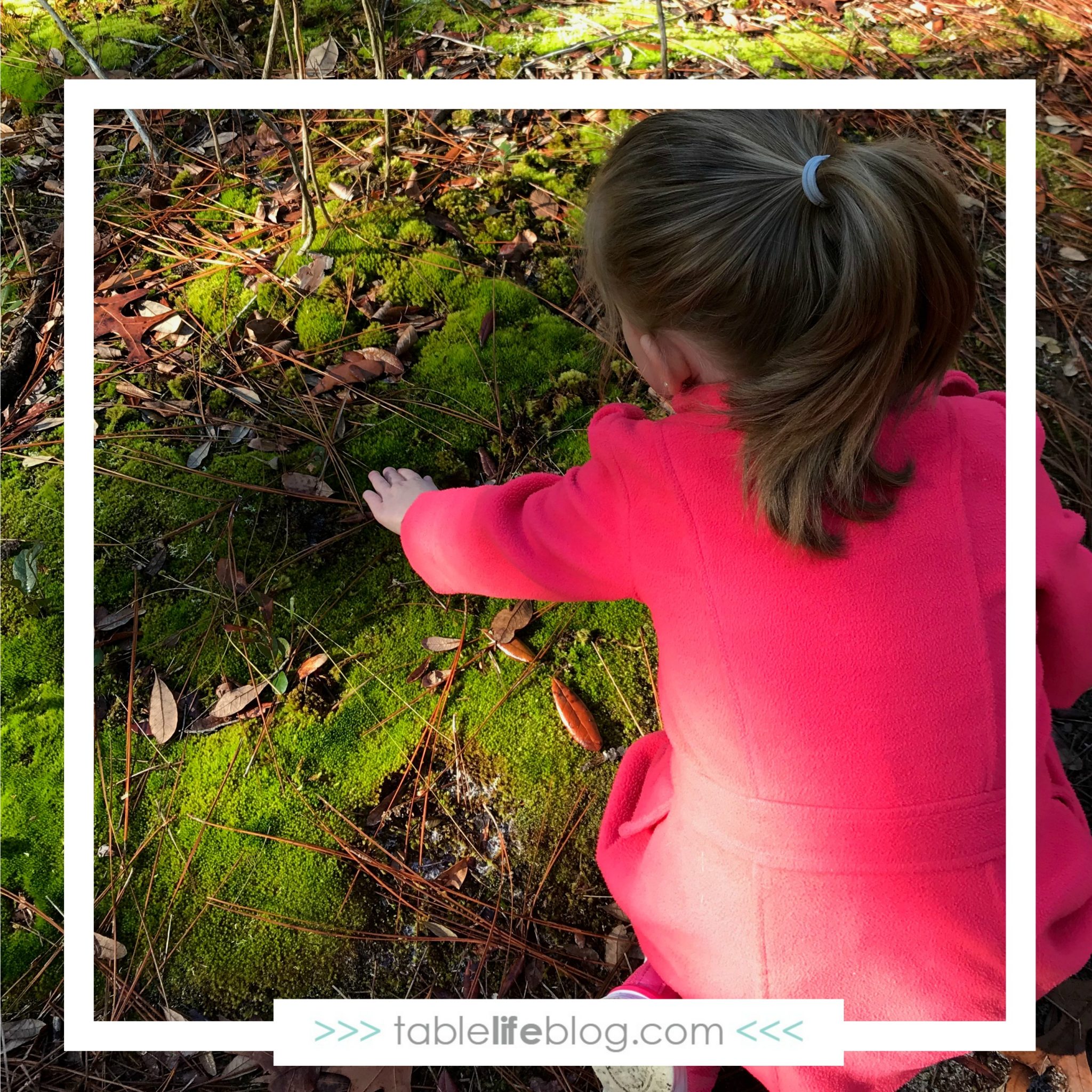 Learning to Love Nature Study: Tips from the Homeschooler Who Doesn't Like Birds, Dirt, & Hot Weather